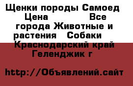 Щенки породы Самоед › Цена ­ 20 000 - Все города Животные и растения » Собаки   . Краснодарский край,Геленджик г.